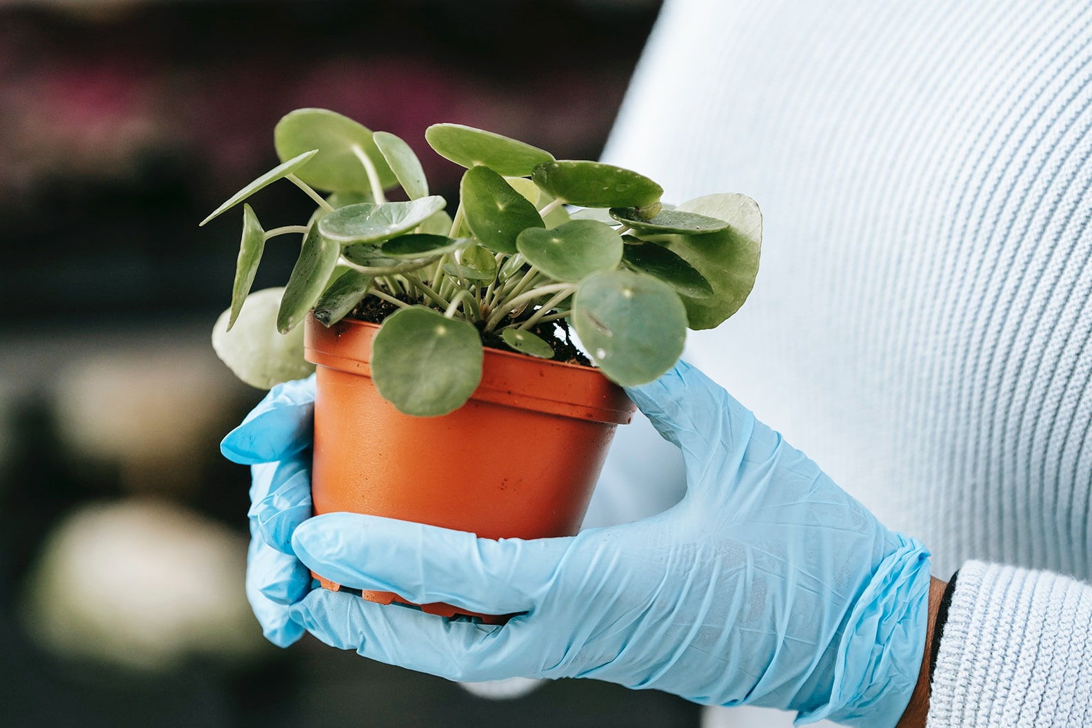 Money plant care online